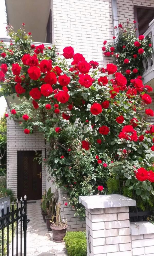 Glavna slika oglasa 134198