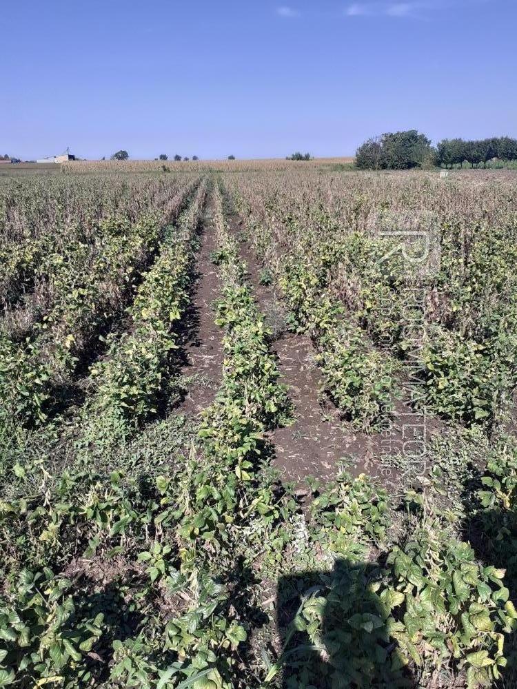 Glavna slika -Vojvođanska ulica Plac na prodaju, Kisač, 28.000€