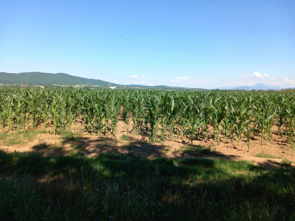 Glavna slika -Vrtište Građevinsko zemljište na prodaju, Niš, 11.000€