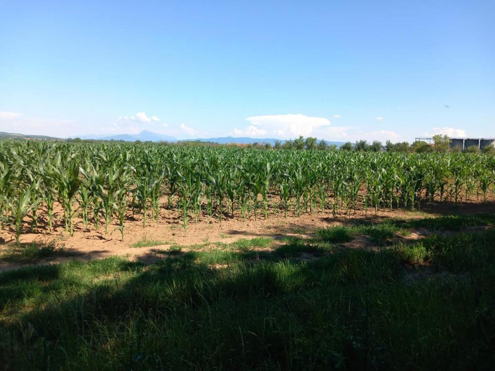 Slika 1 - Vrtište Građevinsko zemljište na prodaju, Niš, 11.000€