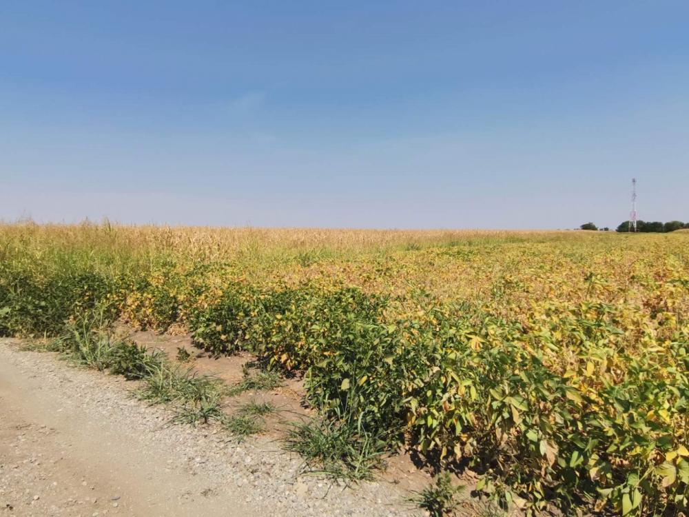 Slika 3 -  Plac na prodaju, Kisač, 103.000€