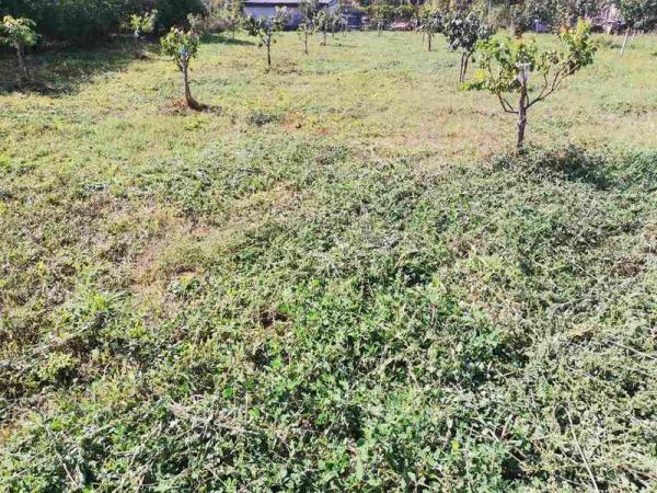 Slika 1 -  Plac na prodaju, Sadovi, 51.500€