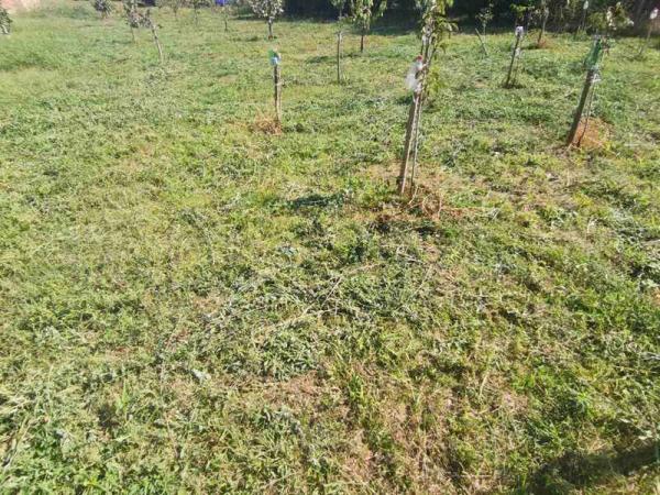 Slika 2 -  Plac na prodaju, Sadovi, 51.500€