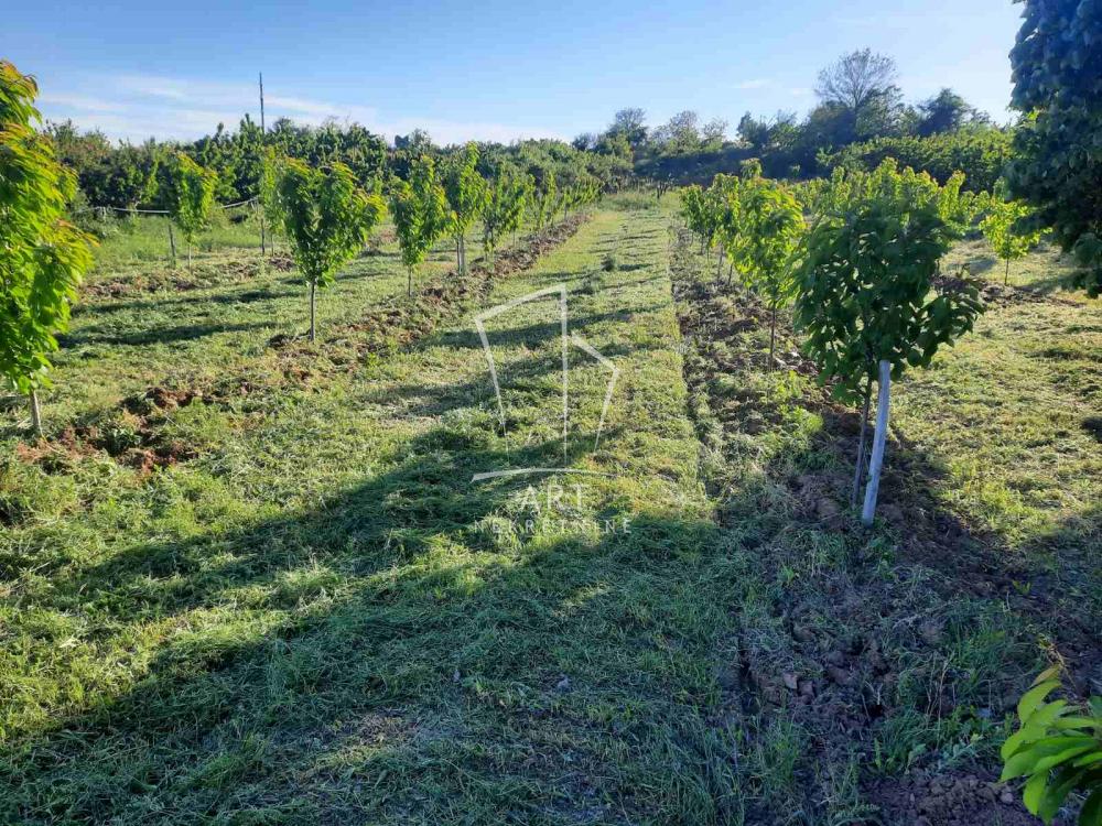 Slika 1 -  Poljoprivredno zemljište na prodaju, Grocka, Grocka, 30.000€