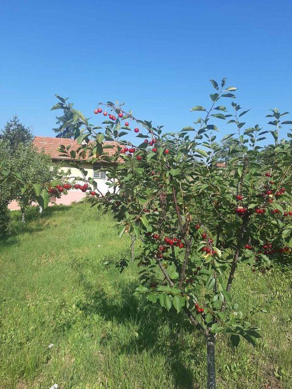 Slika 3 - Brestovik, Kuća na prodaju, 40m2, 22.000€