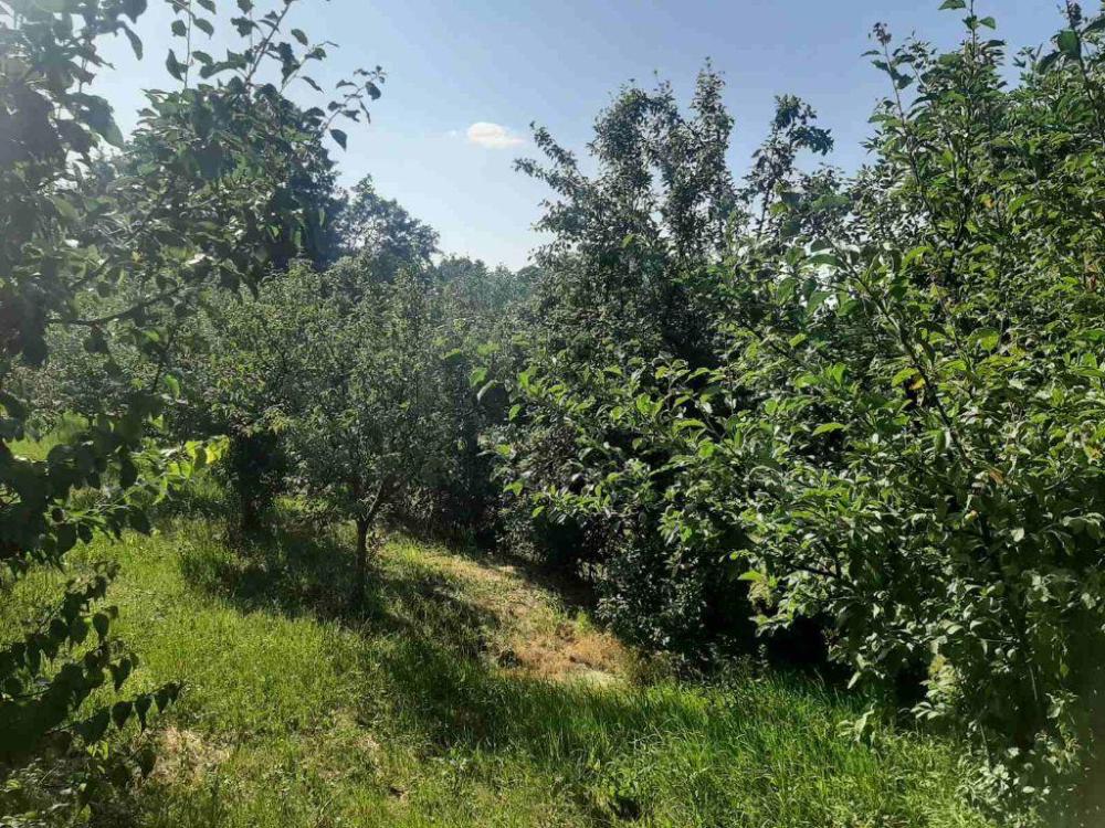 Slika 0 - Brestovik, Kuća na prodaju, 40m2, 22.000€