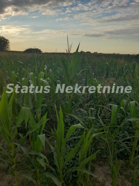 Slika 4 -  Plac na prodaju, Futog, , 27.000€