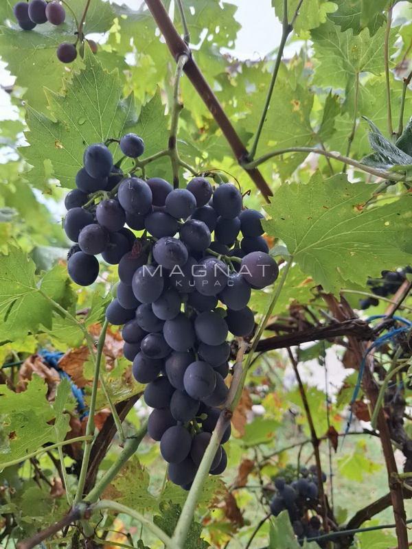 Slika 11 - Koste Bogdanovića,  Kuća na prodaju, 336m2, 280.000€