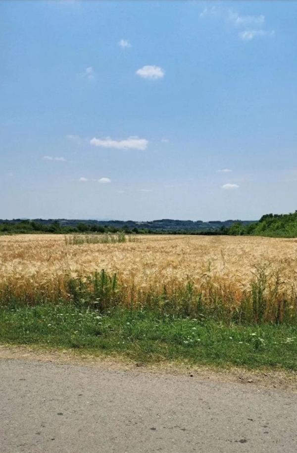 Slika 3 - Veliki Borak Poljoprivredno zemljište na prodaju, Barajevo, 39.600€