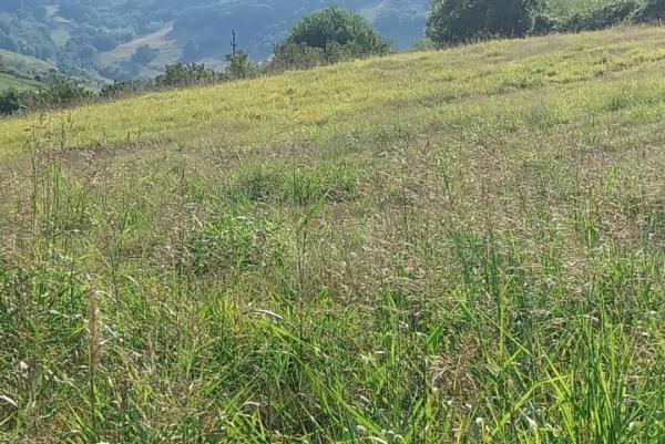 Slika 4 - Šakotinac Plac na prodaju, Beočin, 23.000€