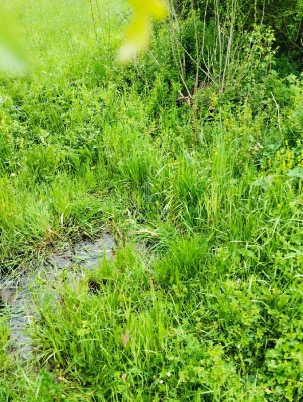 Slika 8 -  Plac na prodaju, Barajevo, Guncati, 59.500€