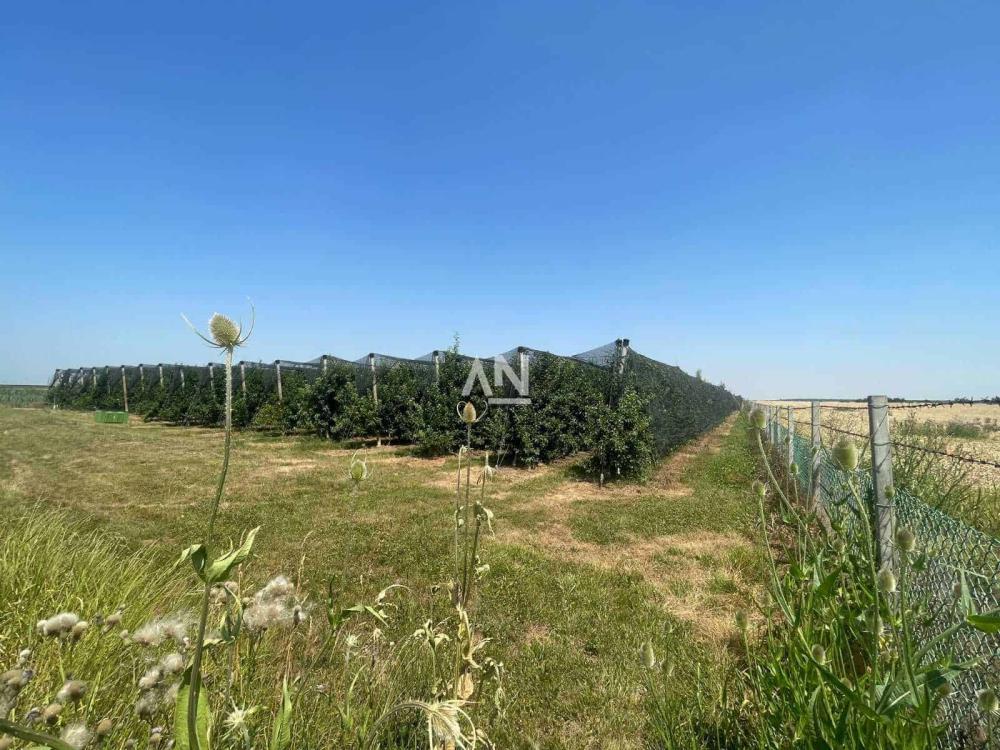 Slika 1 -  Poljoprivredno zemljište na prodaju, Surčin, Progar, 99.000€