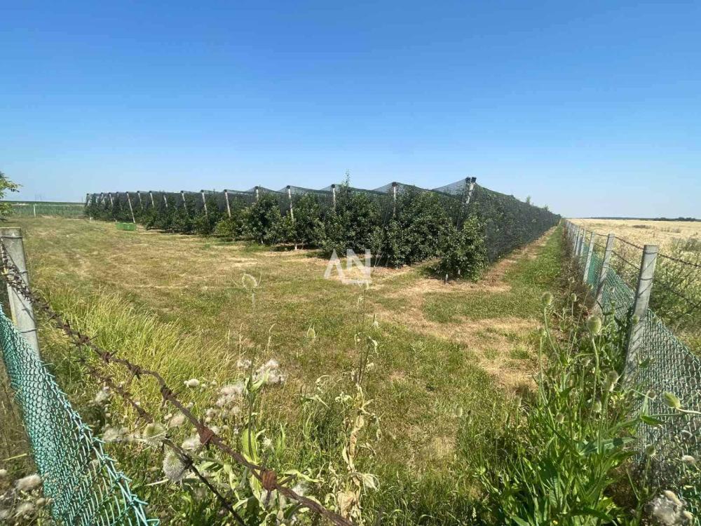 Slika 3 -  Poljoprivredno zemljište na prodaju, Surčin, Progar, 99.000€